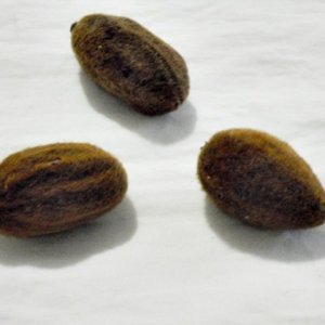 Fava de  ObarÃ¡ em unidade