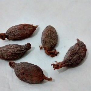 Fava de AtarÃ© por unidade 